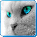 Kucing Suara APK