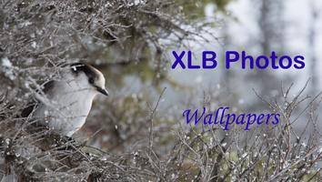 XLB Photos poster