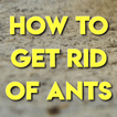HOW TO GET RID OF ANTS