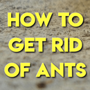 HOW TO GET RID OF ANTS-APK