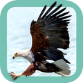 Sasol Birds for Beginners