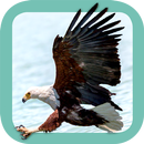 Sasol Birds for Beginners APK