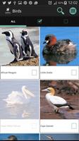 1 Schermata Sasol Birds for Beginners