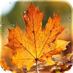 Herbst frei Leben Tapete Regentropfen Hintergrund APK Herunterladen