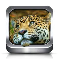 Animal Ringtones and Wallpaper