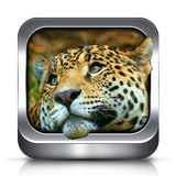 Animal Ringtones icon