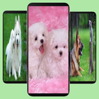 Dogs Wallpapers icône
