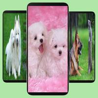 Dogs Wallpapers Affiche