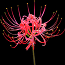 Manjusaka Free Live Wallpaper APK