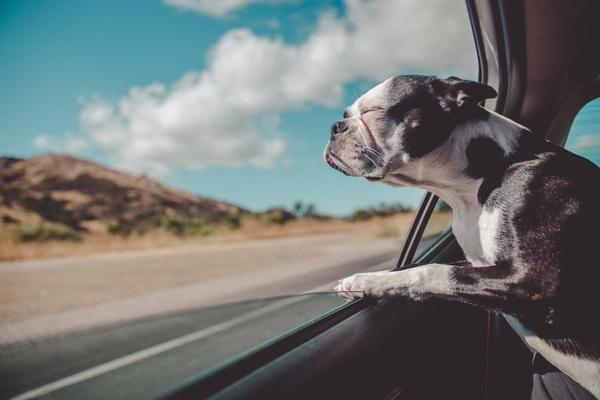 Necessary Apps for Traveling Long Distance with Pets image
