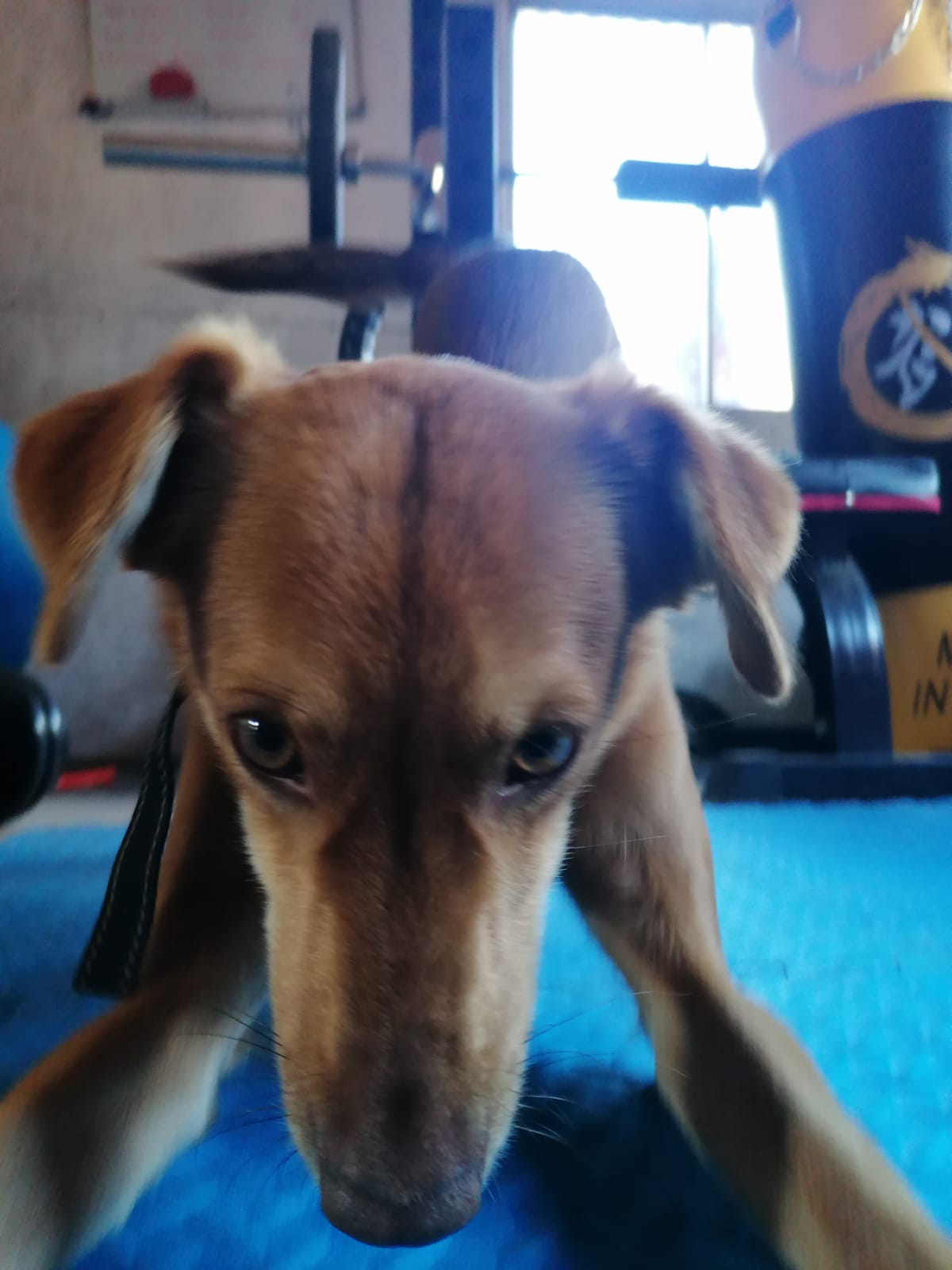 genesis641-eine-empfehlung-unter-wie-kawaii-zeichnen-diskussionsgruppe